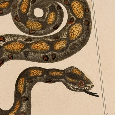 Planche Histoire Naturelle Lacépède par Duménil - Serpents - 1836
