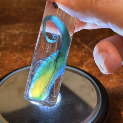 Octopus Tentacle Diaphanisation - Biological preparation
