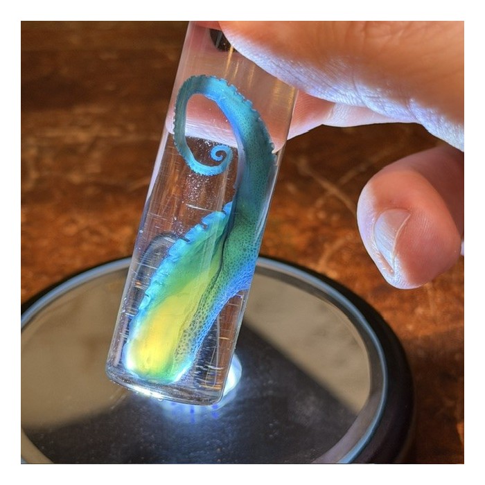 Diaphanie de Tentacule de Pieuvre - Préparation biologique
