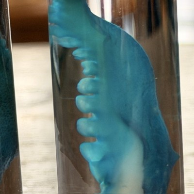 Octopus Tentacle Diaphanisation - Biological preparation