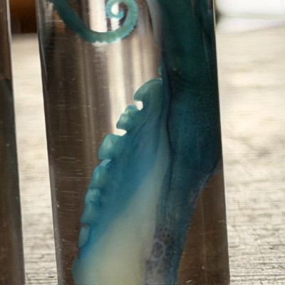 Octopus Tentacle Diaphanisation - Biological preparation