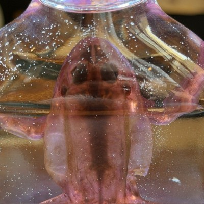 Diaphanization of a marsh frog - Pelophylax ridibundus crossbred