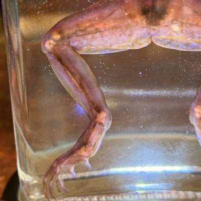 Diaphanization of a marsh frog - Pelophylax ridibundus crossbred