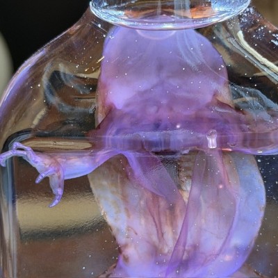 Diaphanization of a marsh frog - Pelophylax ridibundus crossbred