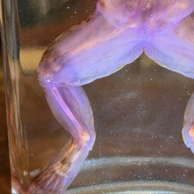 Diaphanization of a marsh frog - Pelophylax ridibundus crossbred