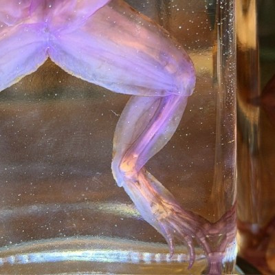 Diaphanization of a marsh frog - Pelophylax ridibundus crossbred