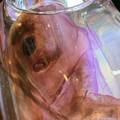 Diaphanization of a marsh frog - Pelophylax ridibundus crossbred