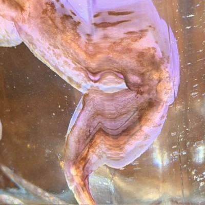 Diaphanie de Grenouille rieuse - Pelophylax ridibundus croisée