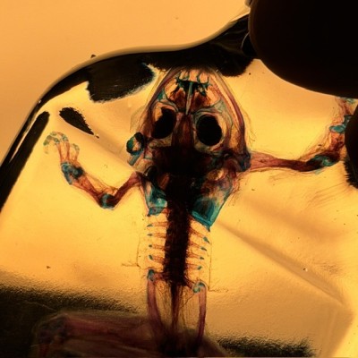Diaphanization of a marsh frog - Pelophylax ridibundus crossbred