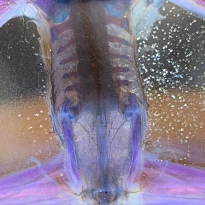 Diaphanization of a marsh frog - Pelophylax ridibundus crossbred