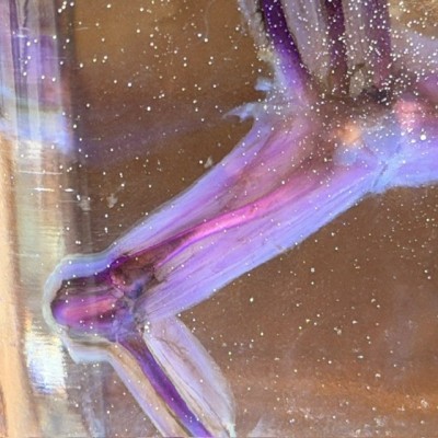 Diaphanization of a marsh frog - Pelophylax ridibundus crossbred
