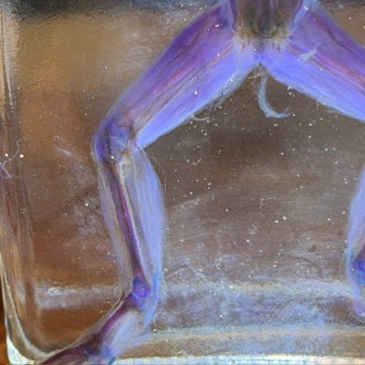 Diaphanization of a marsh frog - Pelophylax ridibundus crossbred