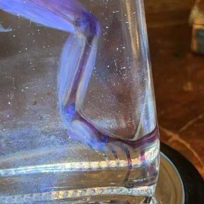 Diaphanization of a marsh frog - Pelophylax ridibundus crossbred