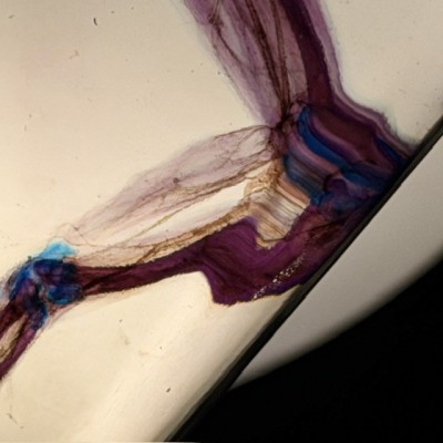 Diaphanization of a marsh frog - Pelophylax ridibundus crossbred