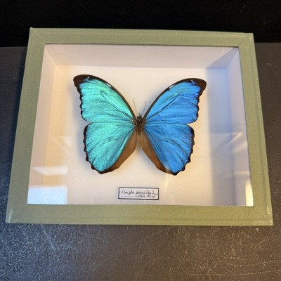 Papillon Morpho menelaus  - Boite entomologique VERTE