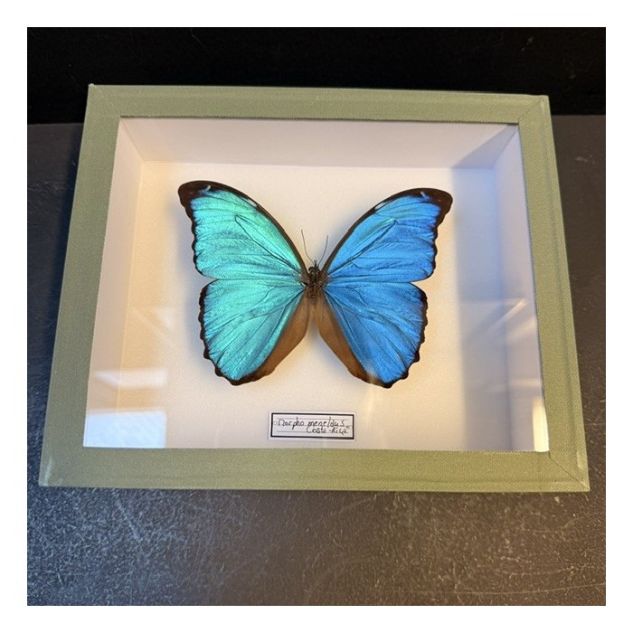Papillon Morpho menelaus  - Boite entomologique VERTE