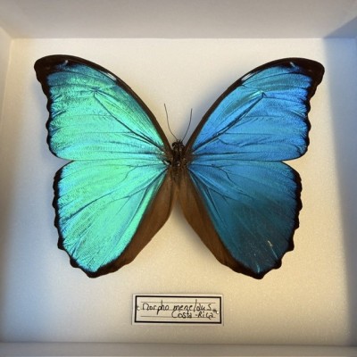 Morpho menelaus butterfly - GREEN Entomological box