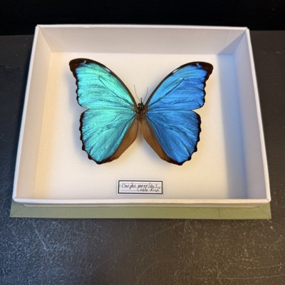 Papillon Morpho menelaus  - Boite entomologique VERTE