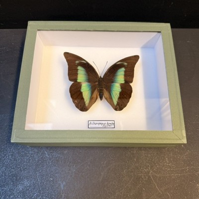 Entomological green Box - Archaeoprepona demophon butterfly