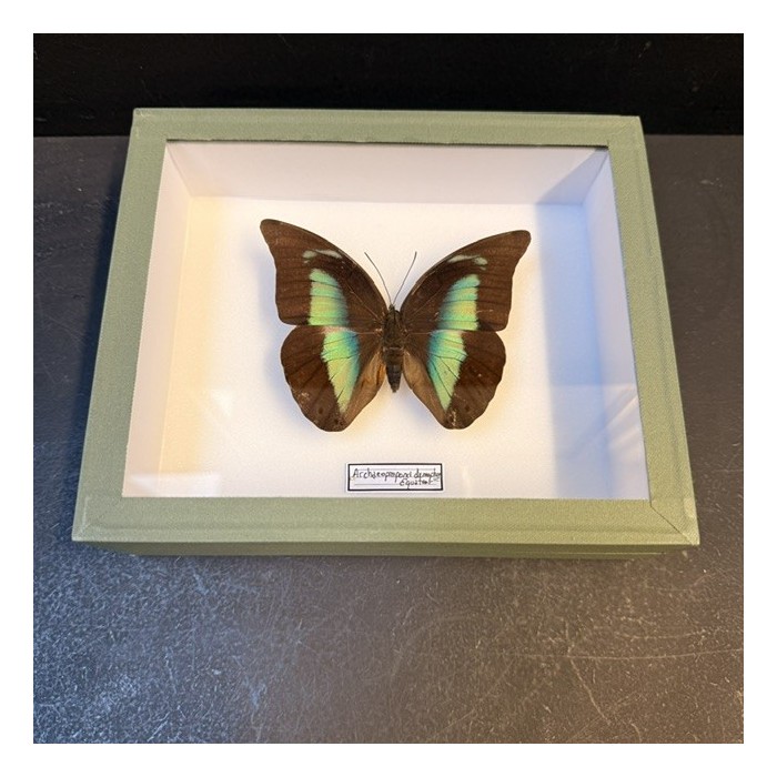 Entomological green Box - Archaeoprepona demophon butterfly