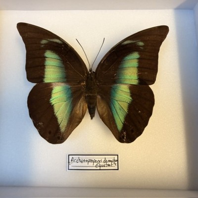 Papillon Archaeoprepona demophon - Boite entomologique VERTE 15x18cm