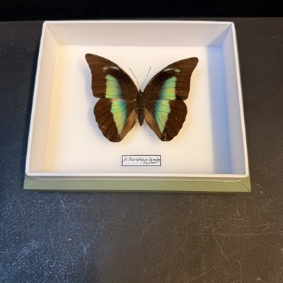 Papillon Archaeoprepona demophon - Boite entomologique VERTE 15x18cm