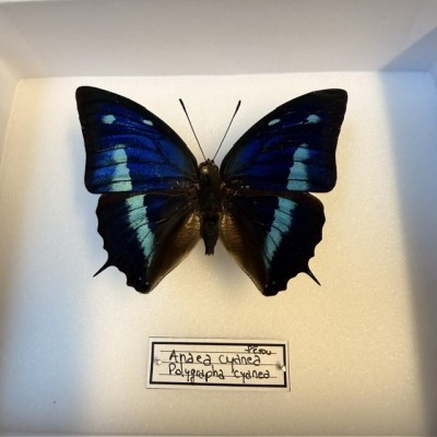Entomological Box - Polygrapha cyanea - Anaea cyanea Butterfly