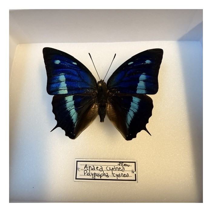 Papillon Polygrapha cyanea - Anaea cyanea - Boite entomologique