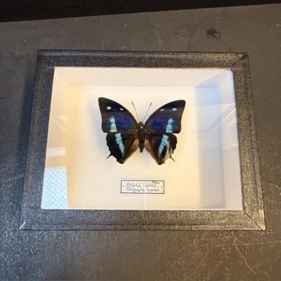 Entomological Box - Polygrapha cyanea - Anaea cyanea Butterfly