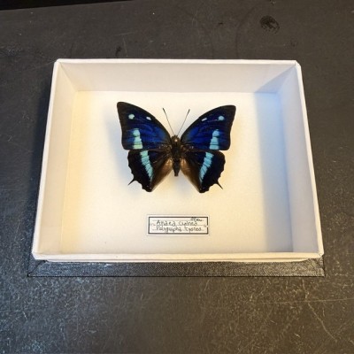 Papillon Polygrapha cyanea - Anaea cyanea - Boite entomologique