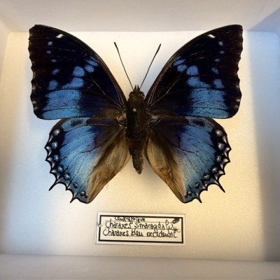 Papillon Charaxes smaragdalis - Charaxes bleu occidental - Boite entomologique