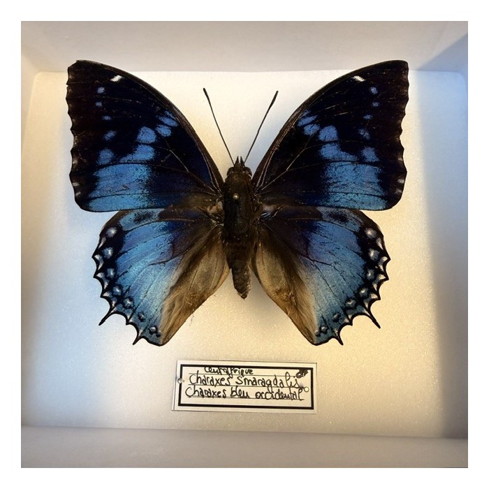 Papillon Charaxes smaragdalis - Charaxes bleu occidental - Boite entomologique