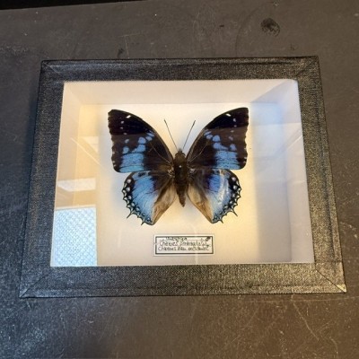 Entomological Box - Charaxes smaragdalis Butterfly