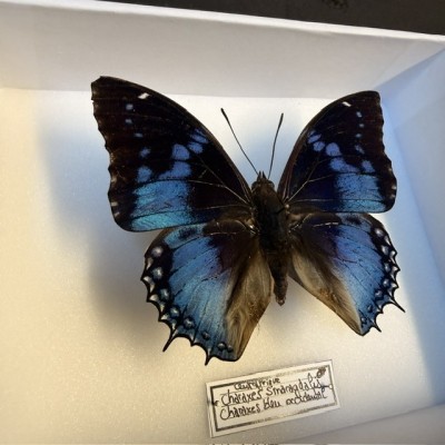 Papillon Charaxes smaragdalis - Charaxes bleu occidental - Boite entomologique