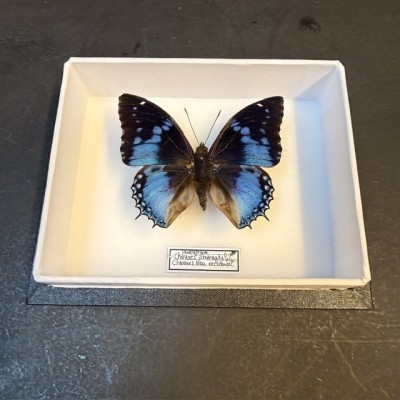 Papillon Charaxes smaragdalis - Charaxes bleu occidental - Boite entomologique
