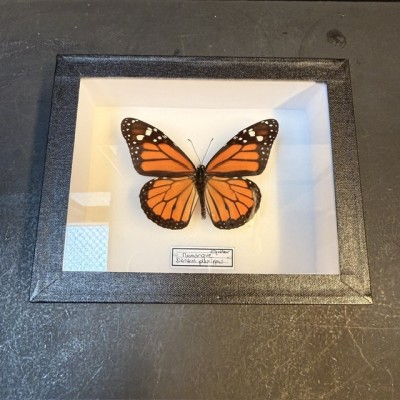 Entomological box - Monarch Butterfly - Danaus plexippus