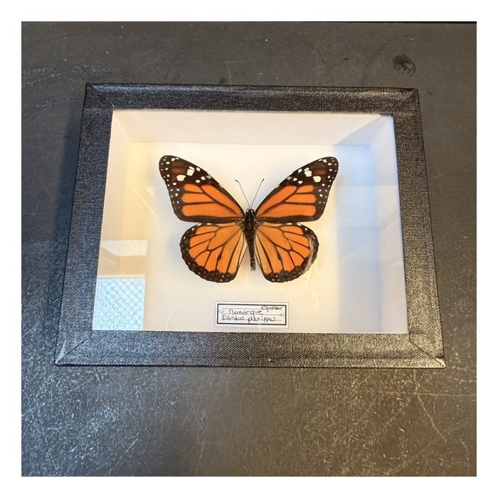 Papillon Monarque - Danaus plexippus - Boite entomologique 12x15cm