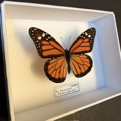 Entomological box - Monarch Butterfly - Danaus plexippus