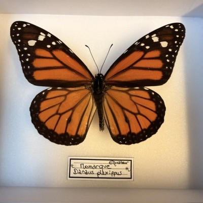 Entomological box - Monarch Butterfly - Danaus plexippus