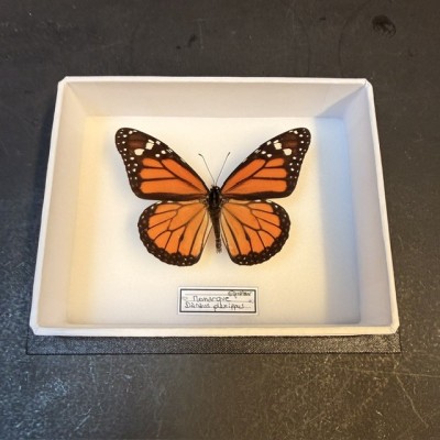 Entomological box - Monarch Butterfly - Danaus plexippus