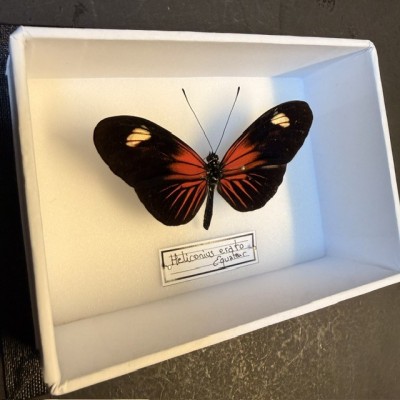 Entomological Box - Heliconius Erato hybrid ee butterfly