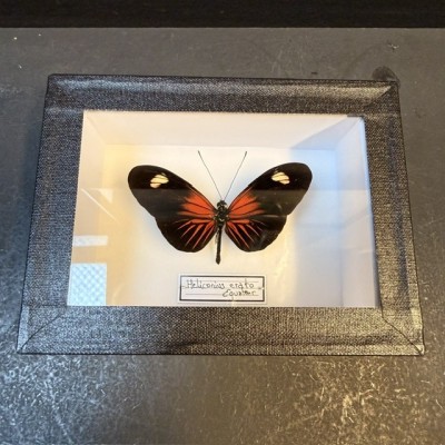 Entomological Box - Heliconius Erato hybrid ee butterfly
