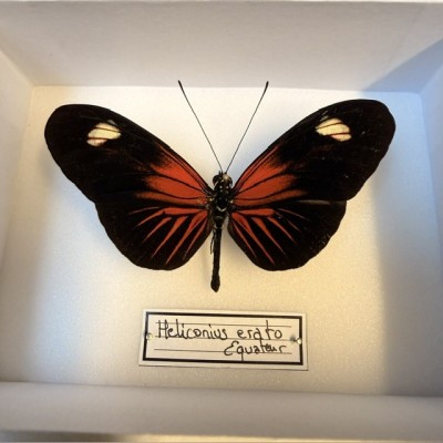 Papillon Heliconius Erato hybride ee - Boite entomologique 9x12cm