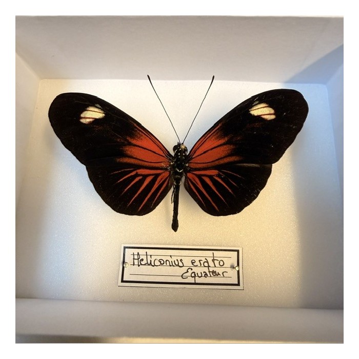 Entomological Box - Heliconius Erato hybrid ee butterfly