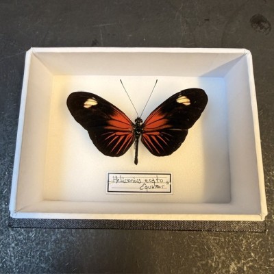 Entomological Box - Heliconius Erato hybrid ee butterfly