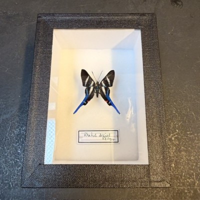 Boite entomologique - Papillon Rhetus arcius