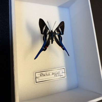 Entomological Box - Rhetus arcius butterfly