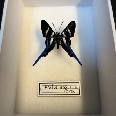 Entomological Box - Rhetus arcius butterfly