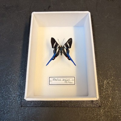 Boite entomologique - Papillon Rhetus arcius