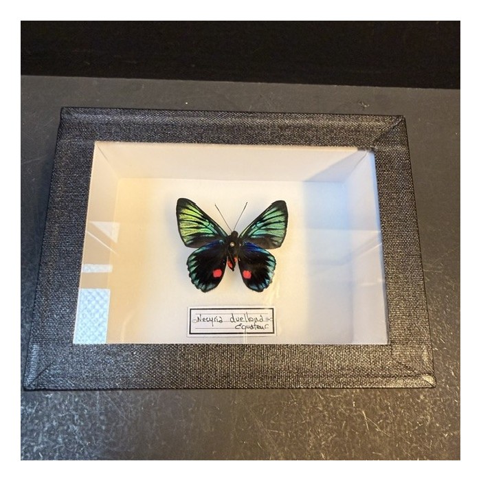 Entomological Box - Necyria duellona butterfly